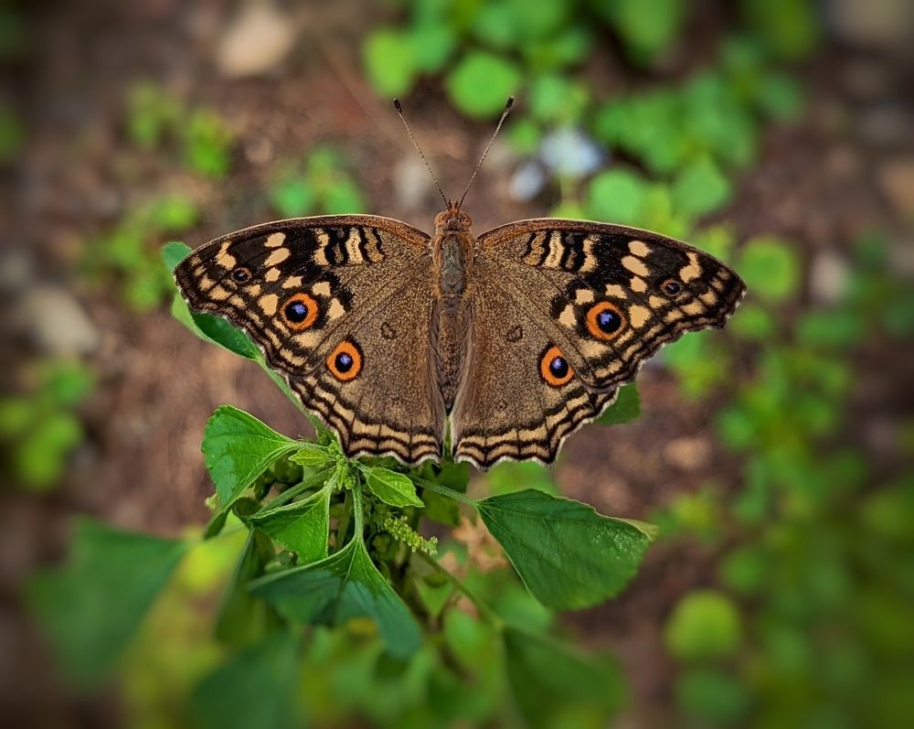 Photograph by SARAVANA MANICKAM