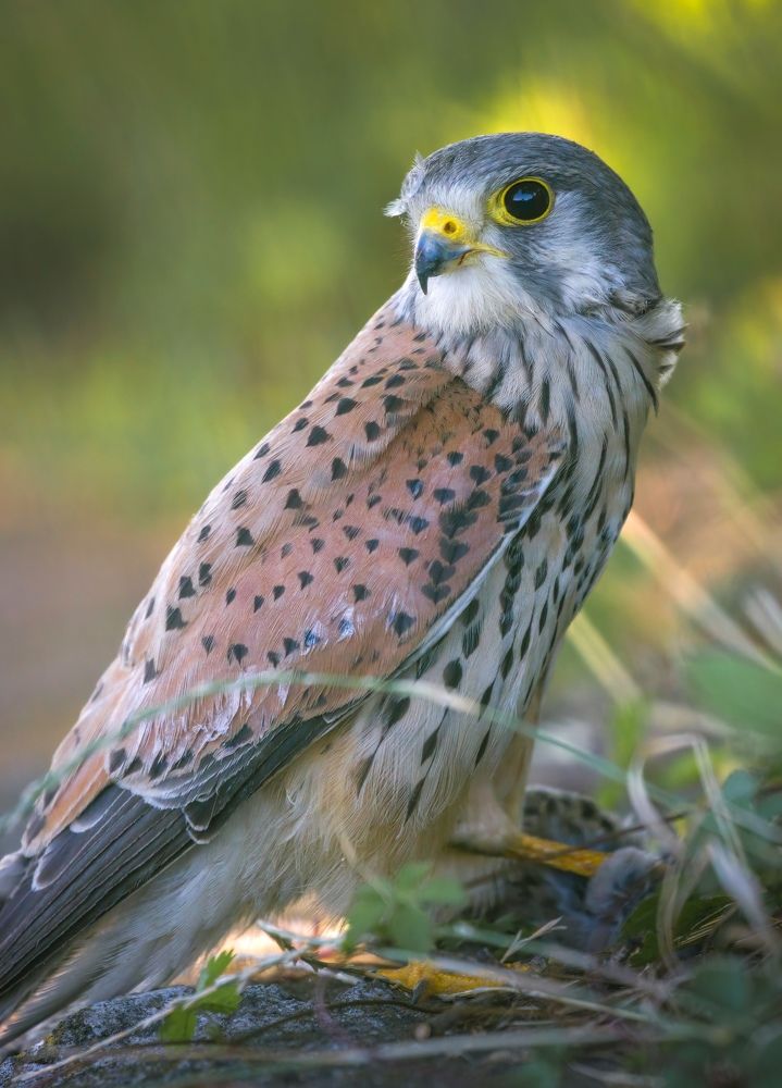 Фотография автора Sebastian Popa