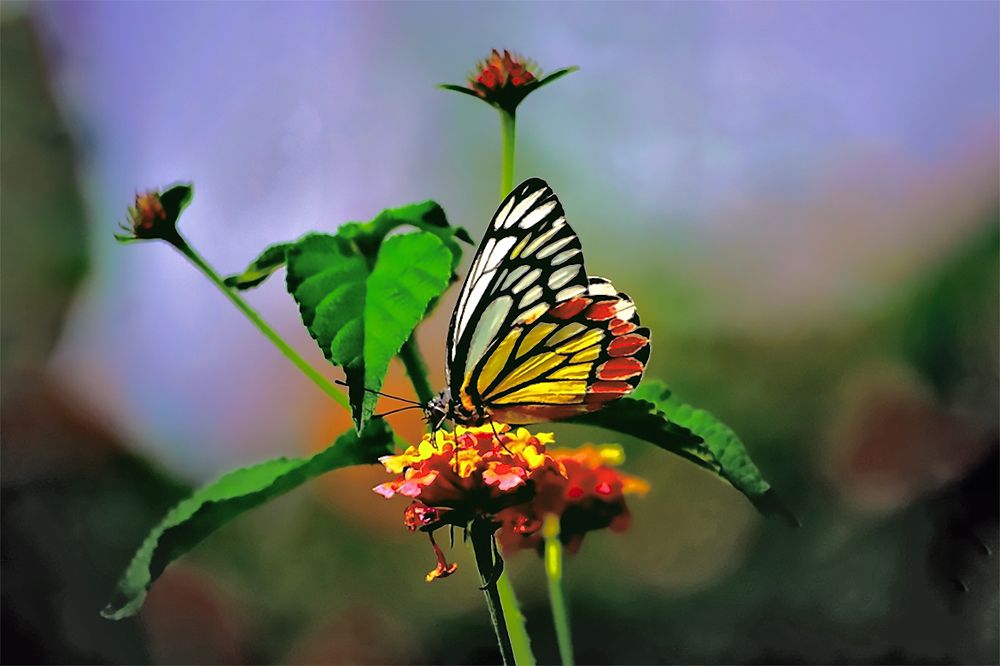 Photograph by Jyoti Bandyopadhyay