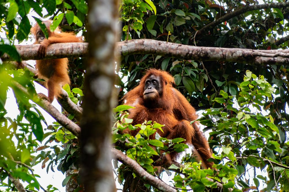 Ourangutan and offspring climbing on a tree