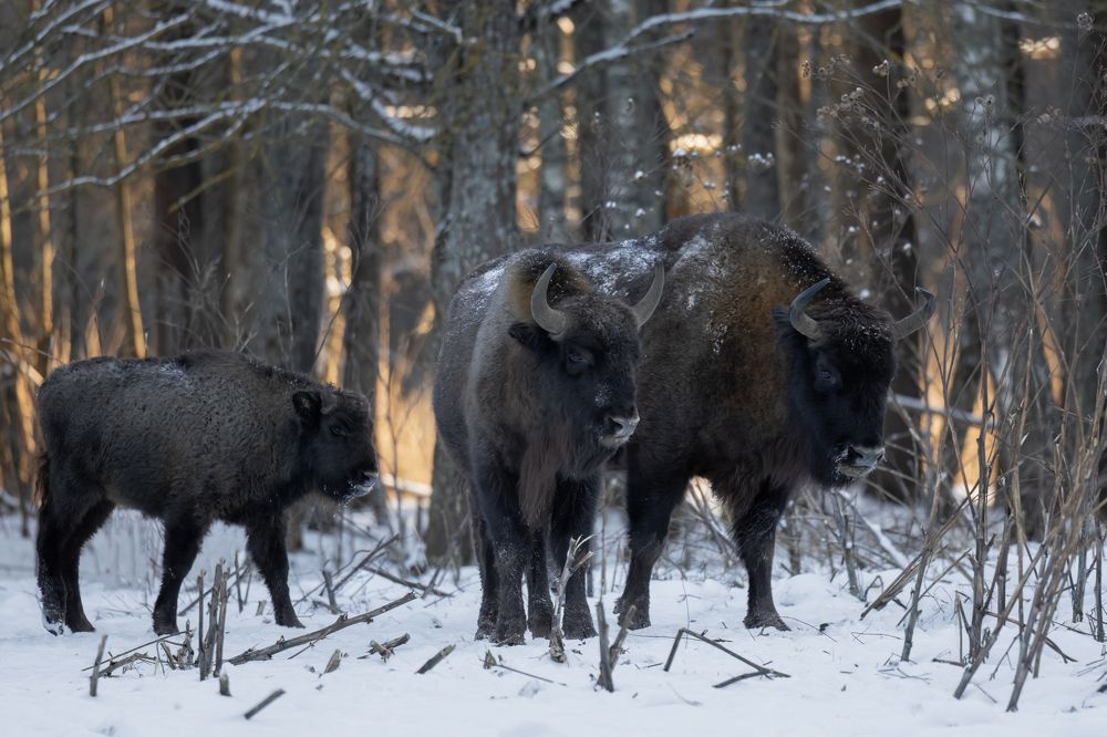 Photograph by Галина Павлова