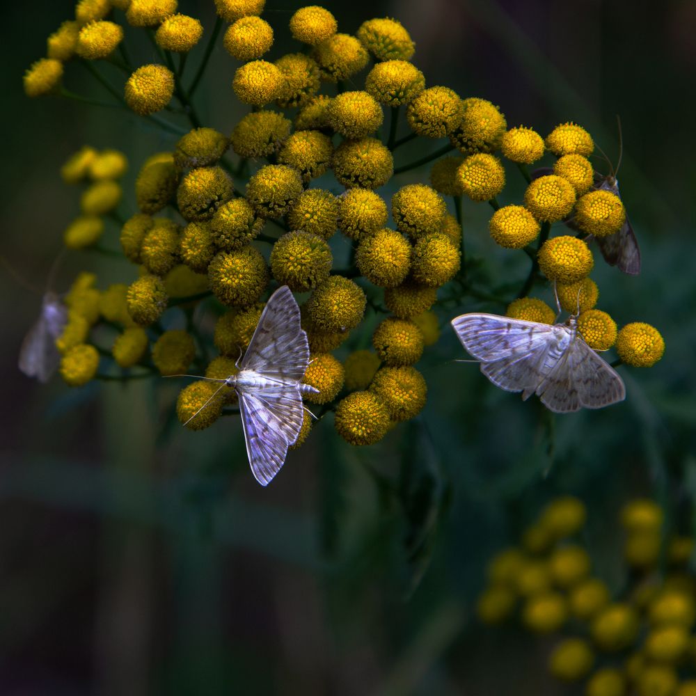 Photograph by Светлана Зайкова