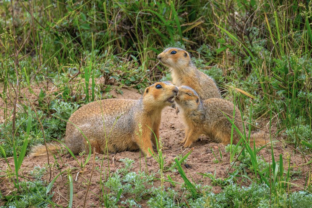 Любимая мама пришла