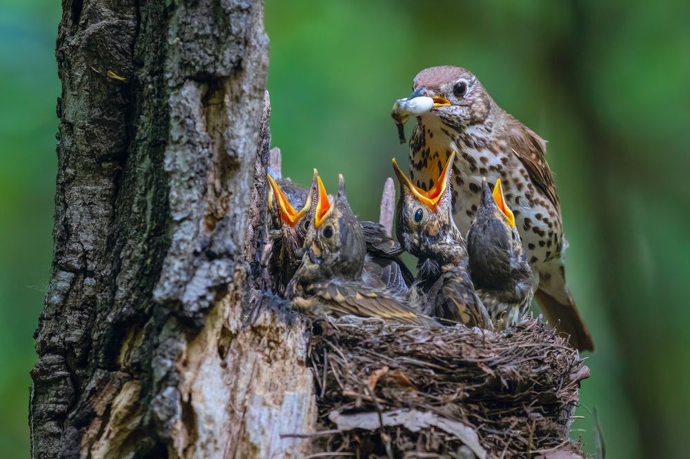 Ухаживание