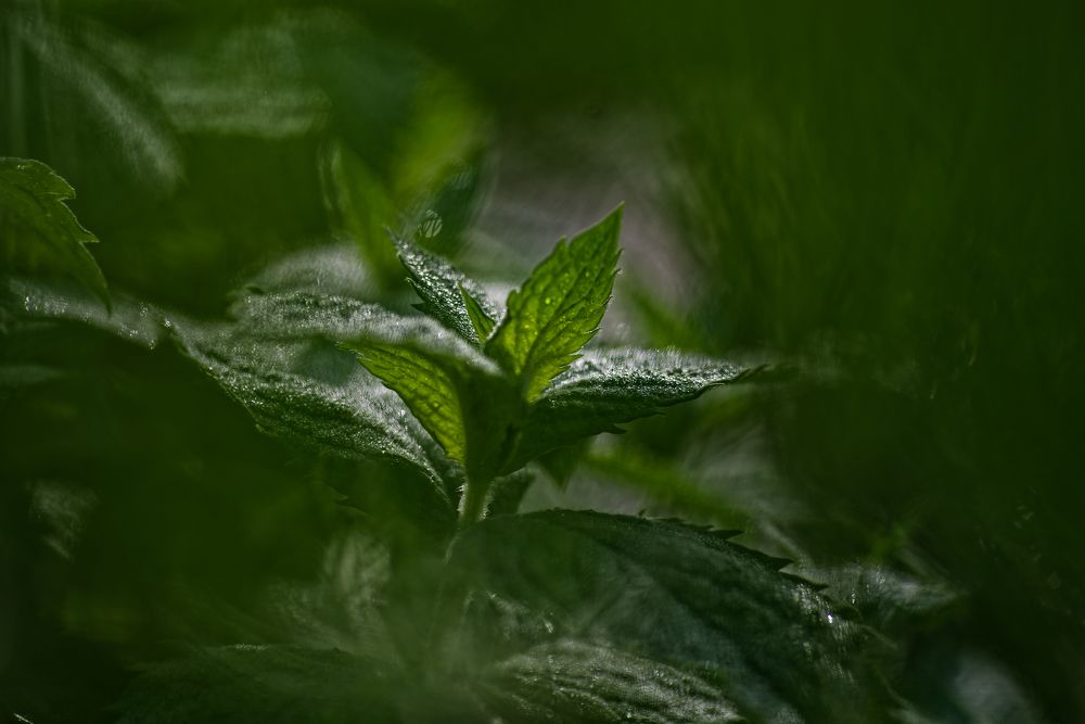 Photograph by Aleksei Degtjarjov