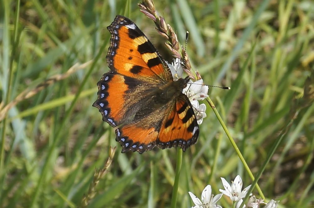 Photograph by Ольга Воронова