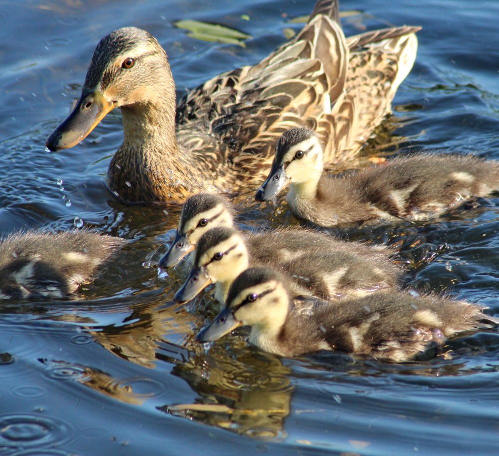 Photograph by Николай Николаевич Леухин