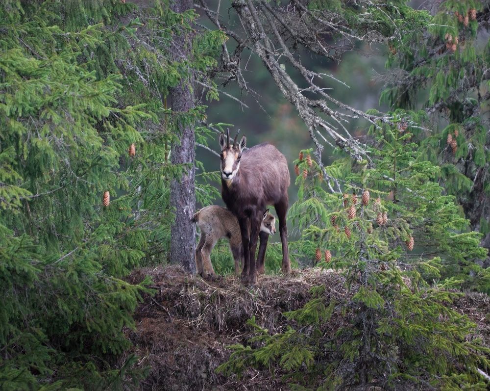 Фотография автора Sebastian Popa