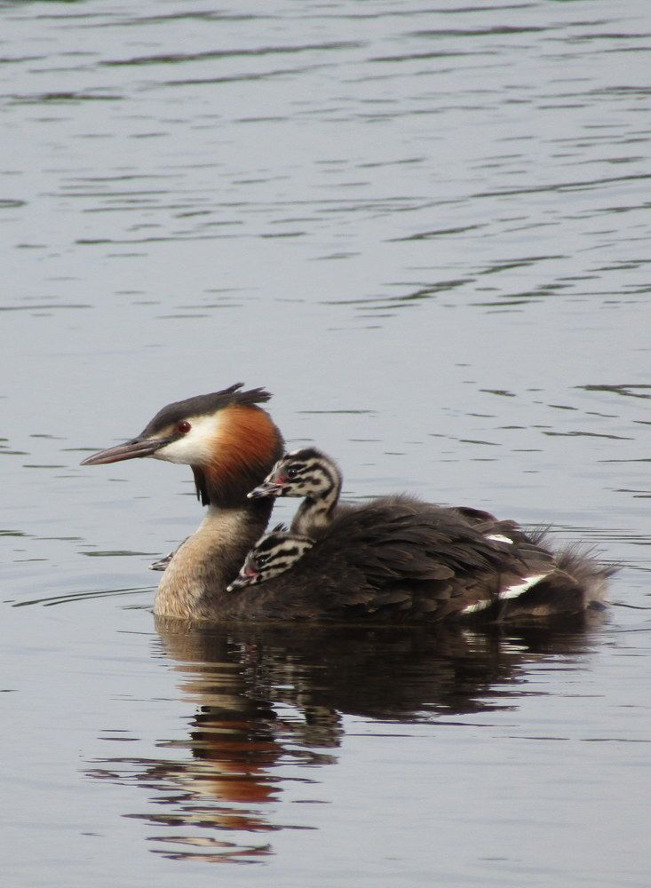 Photograph by Татьяна Смирнова