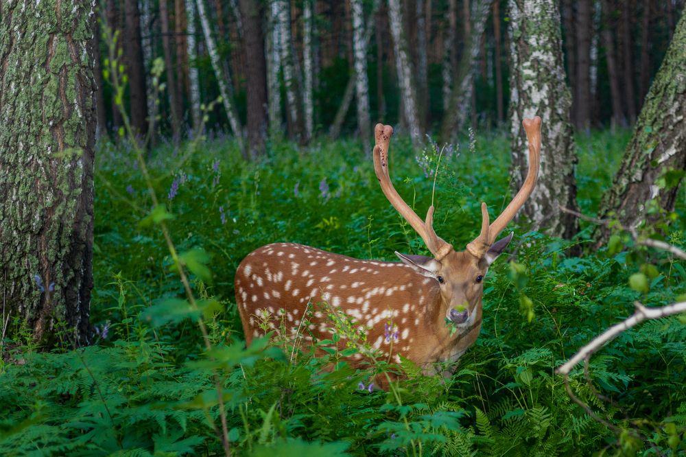 Photograph by Князев Сергей