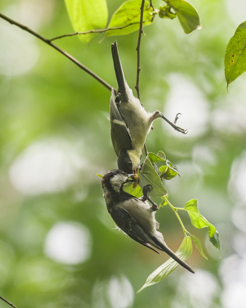 Фотография автора Abhishek Ghosh