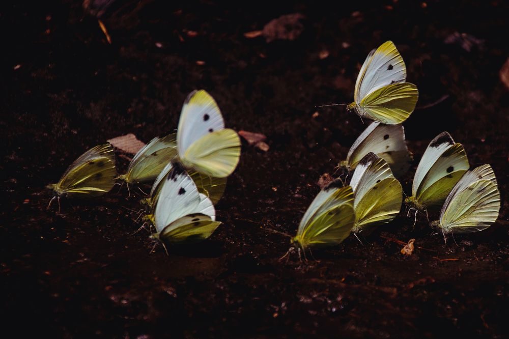 Фотография автора OXANA MARSOVA