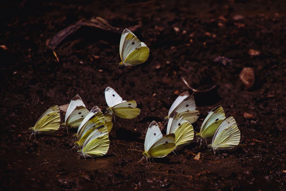 Фотография автора OXANA MARSOVA