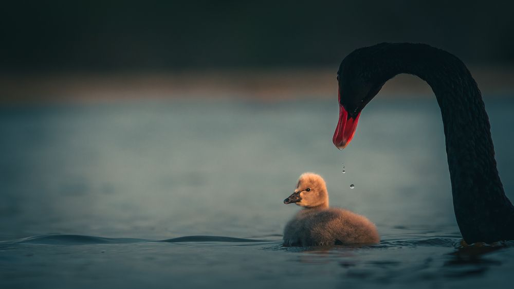 A Story of New Beginnings