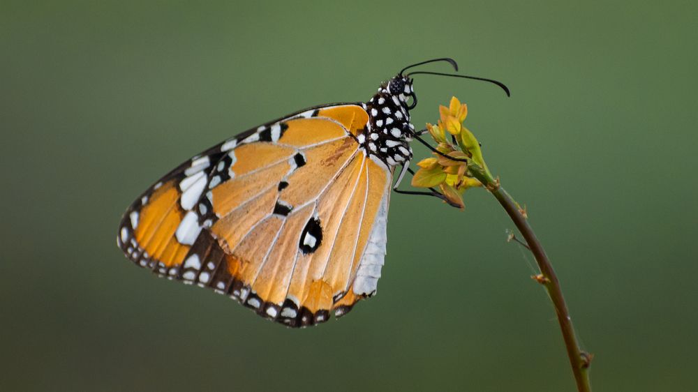 Photograph by SHUBHENDU BANERJEE