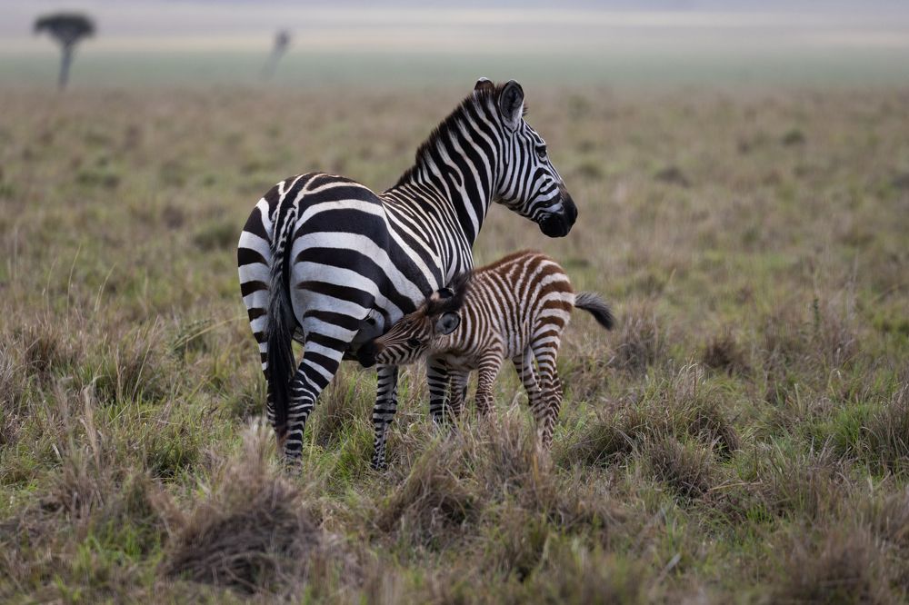 Photograph by Bevzenko Roman