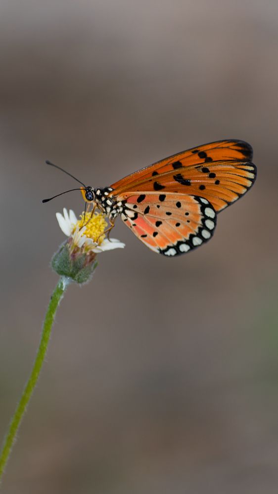 Photograph by SHUBHENDU BANERJEE