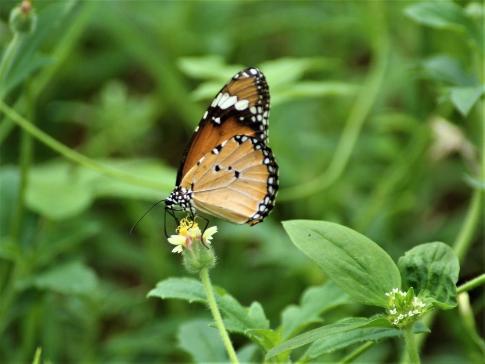 Фотография автора Nadarajan Lakshmanswamy