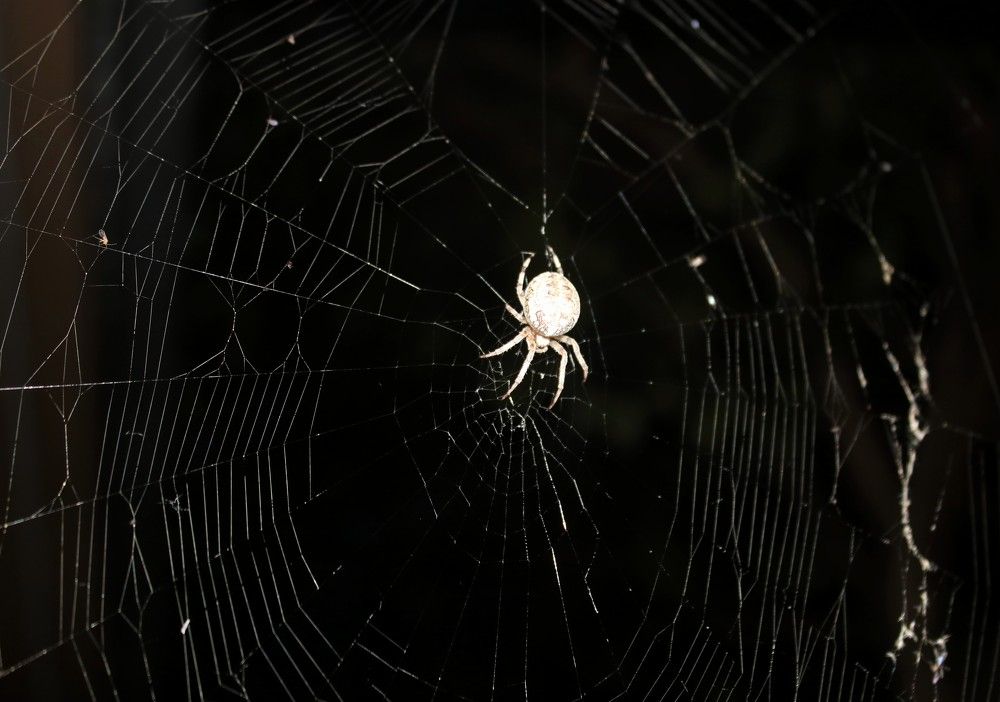 маленькая жизнь