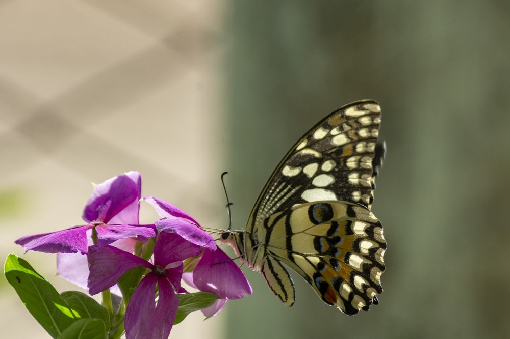 Photograph by Yudeny Lopez