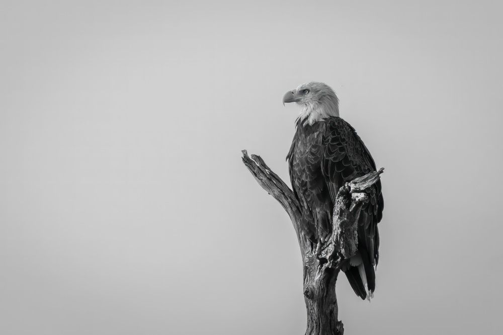 Фотография автора Erik Nelson