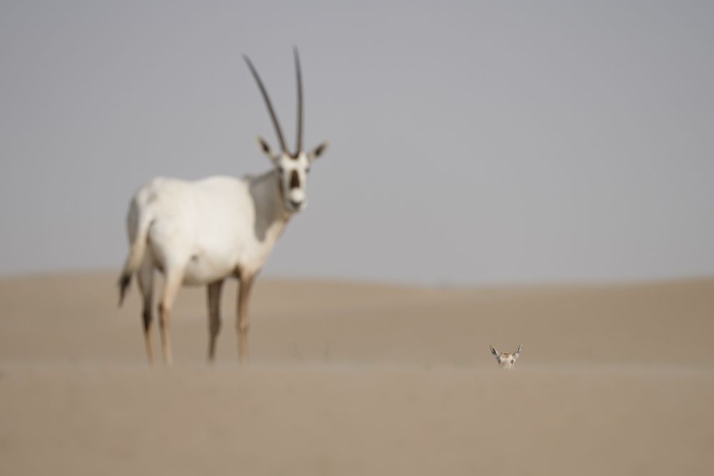 Arabian Oryx