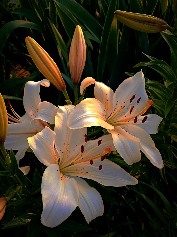 Photograph by Нина Мехнина