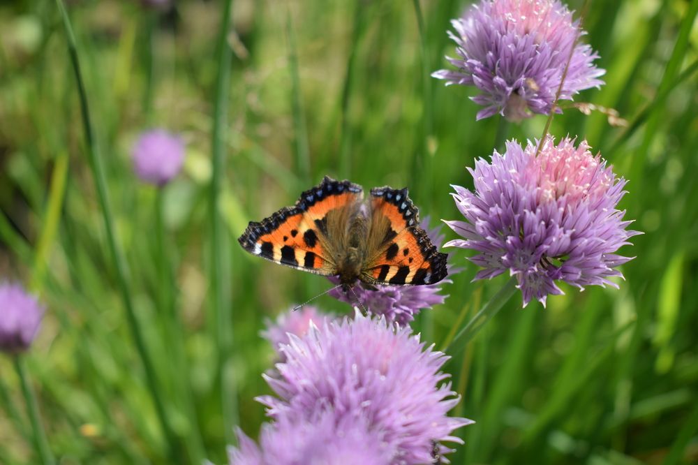 Photograph by Наталья Еременко
