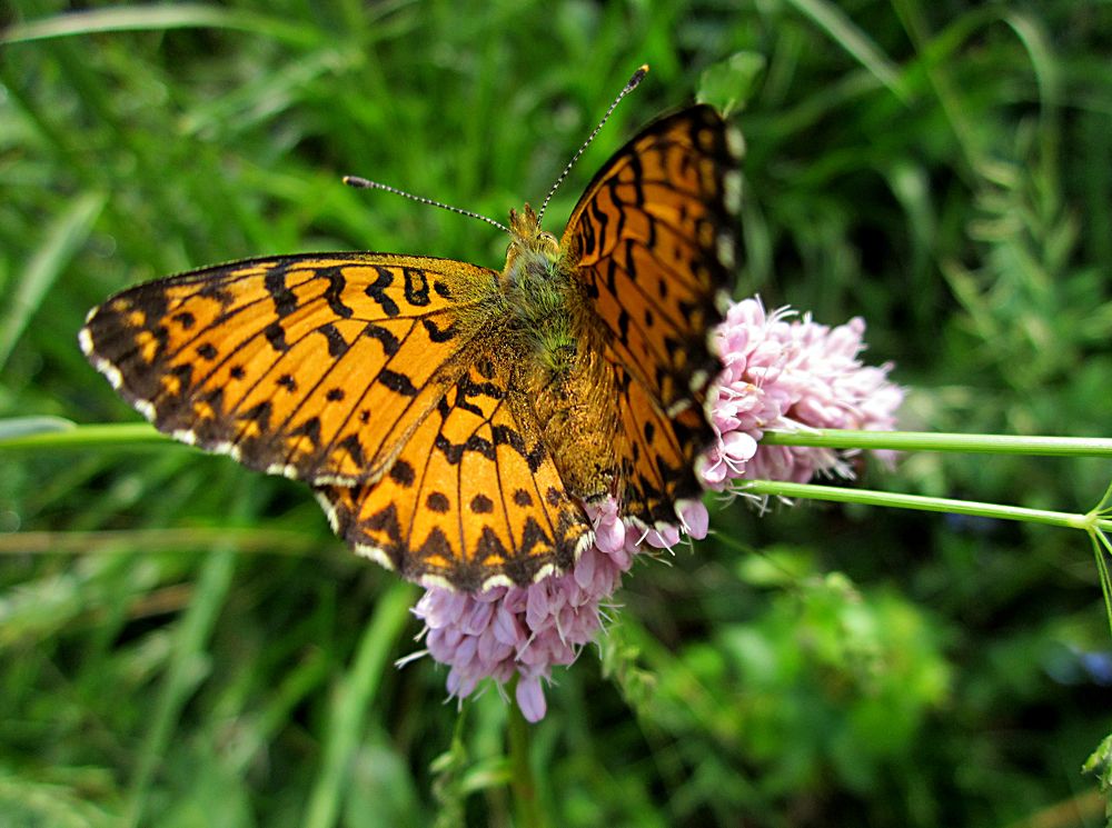 Photograph by Игорь Быков