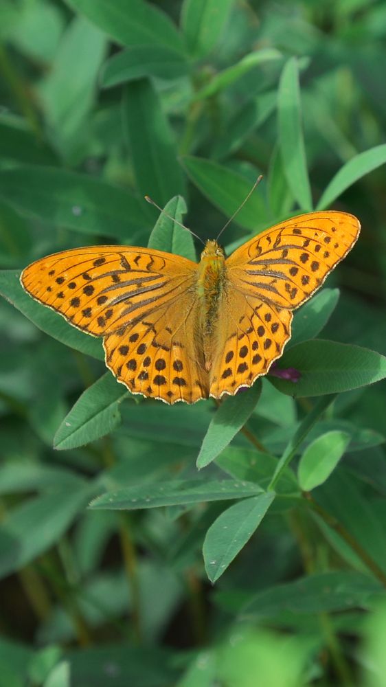 Photograph by Стас Неклюдов