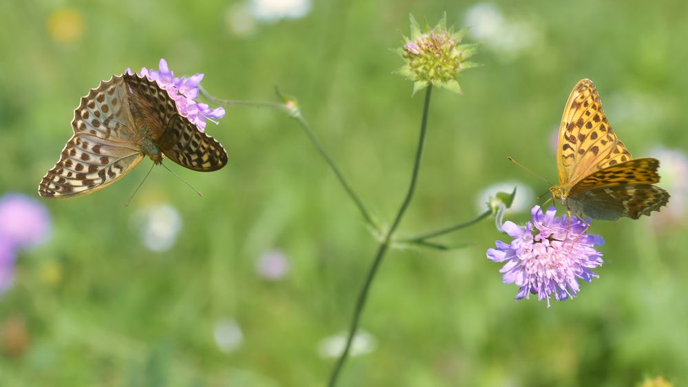 Photograph by Стас Неклюдов