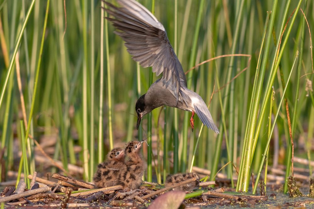 Photograph by Павел Краснослободцев