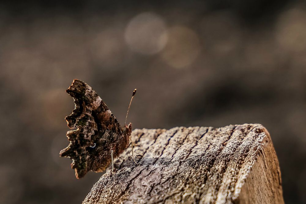 Photograph by Александр Карасев