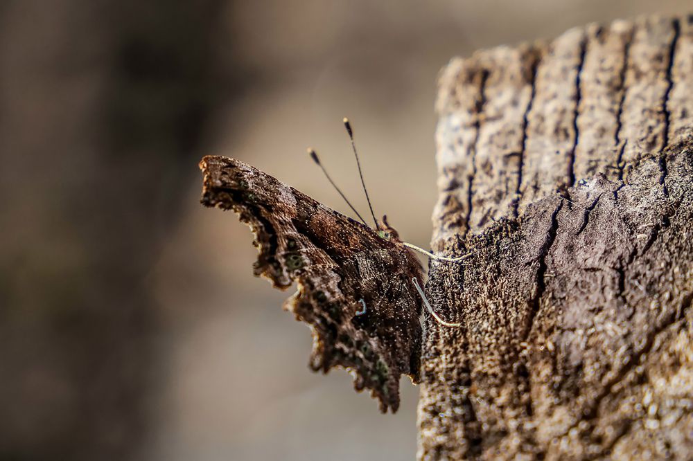 Photograph by Александр Карасев