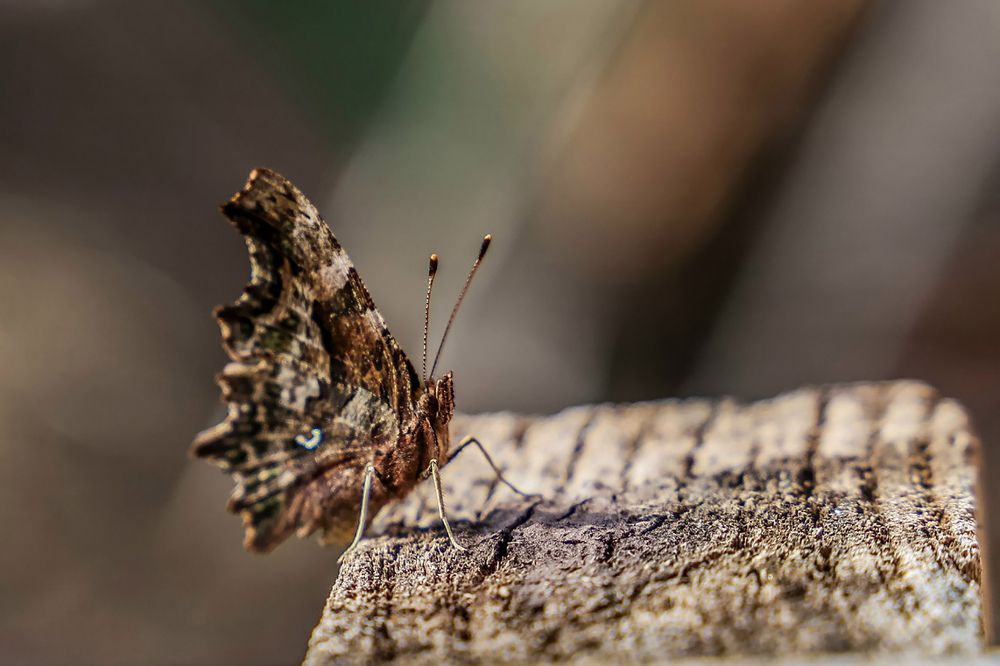 Photograph by Александр Карасев