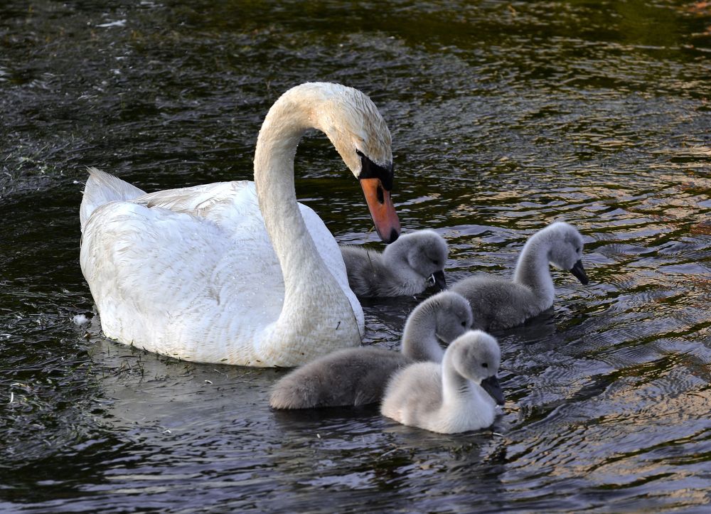 Фотография автора Антип