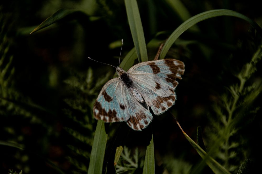 Фотография автора OXANA MARSOVA