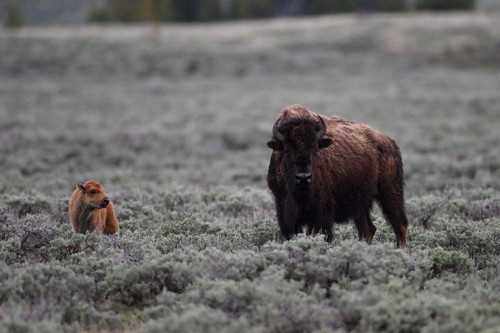 Photograph by Tony Douzenis