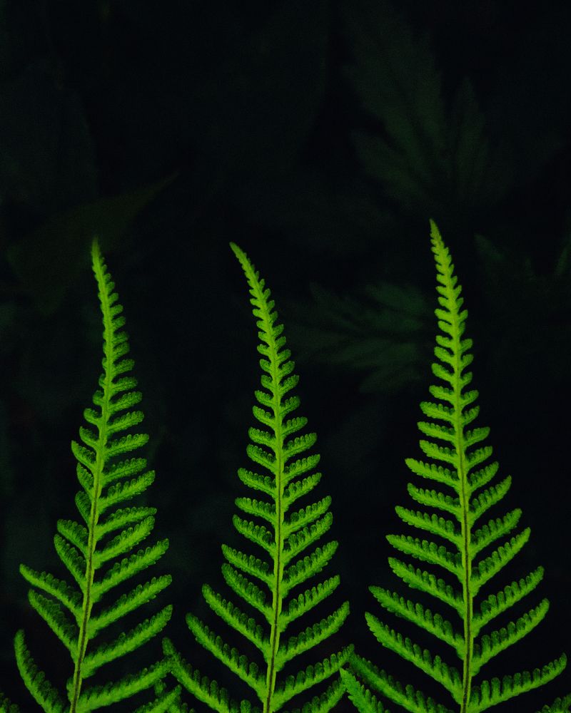 Photograph by Allan Carvalho