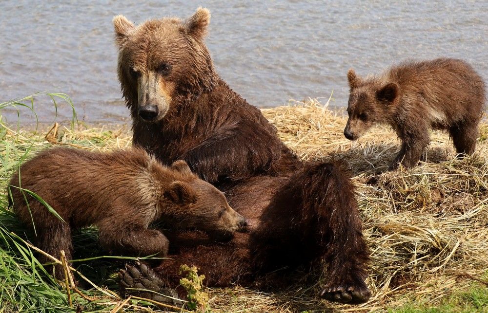 Photograph by Диана Жагрина