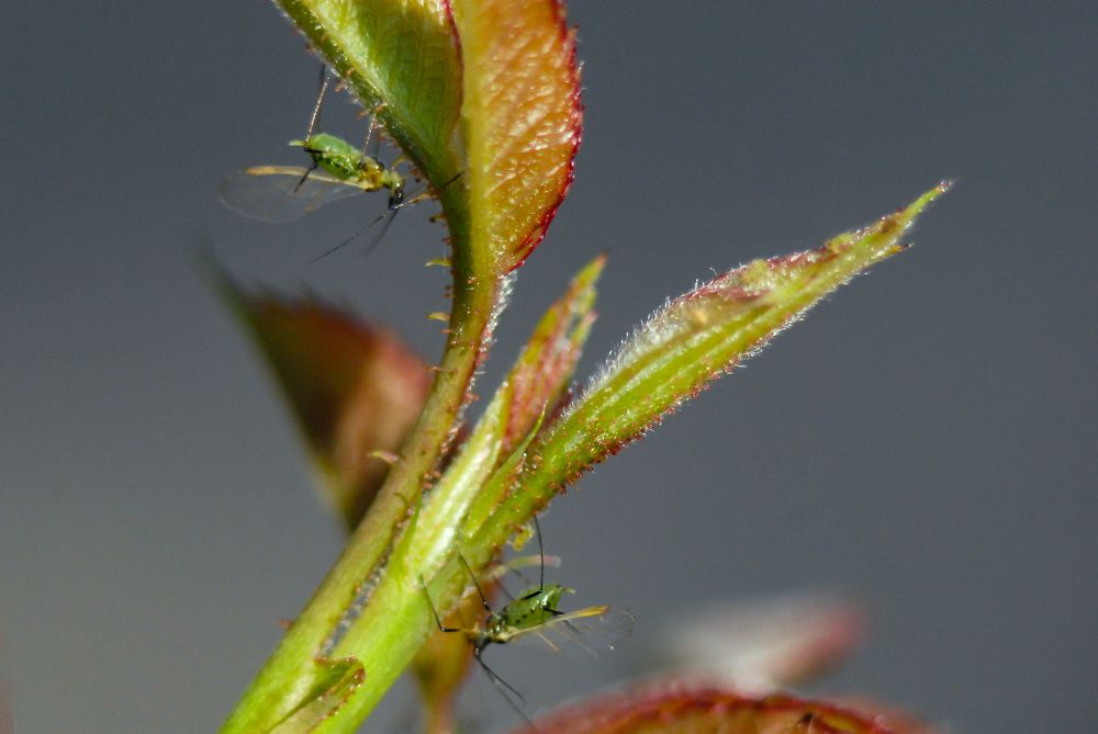 На листочке тля сидела