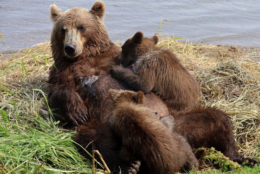 Photograph by Диана Жагрина