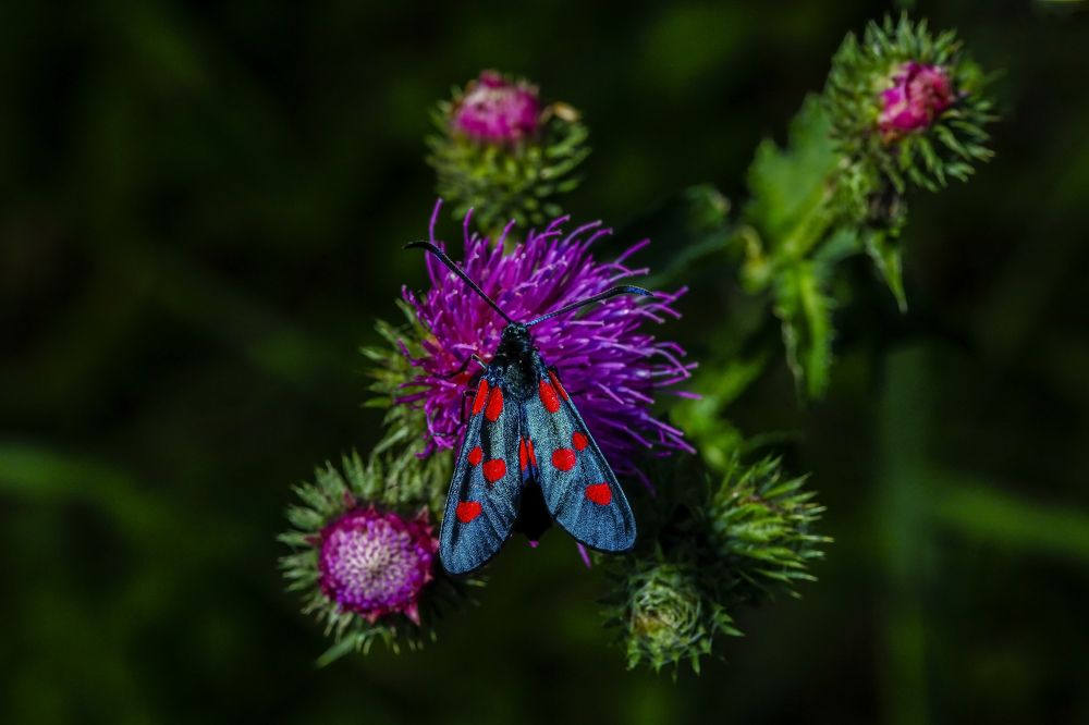 Photograph by Александр Ермаченко