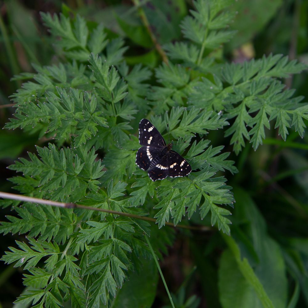Photograph by Светлана Зайкова