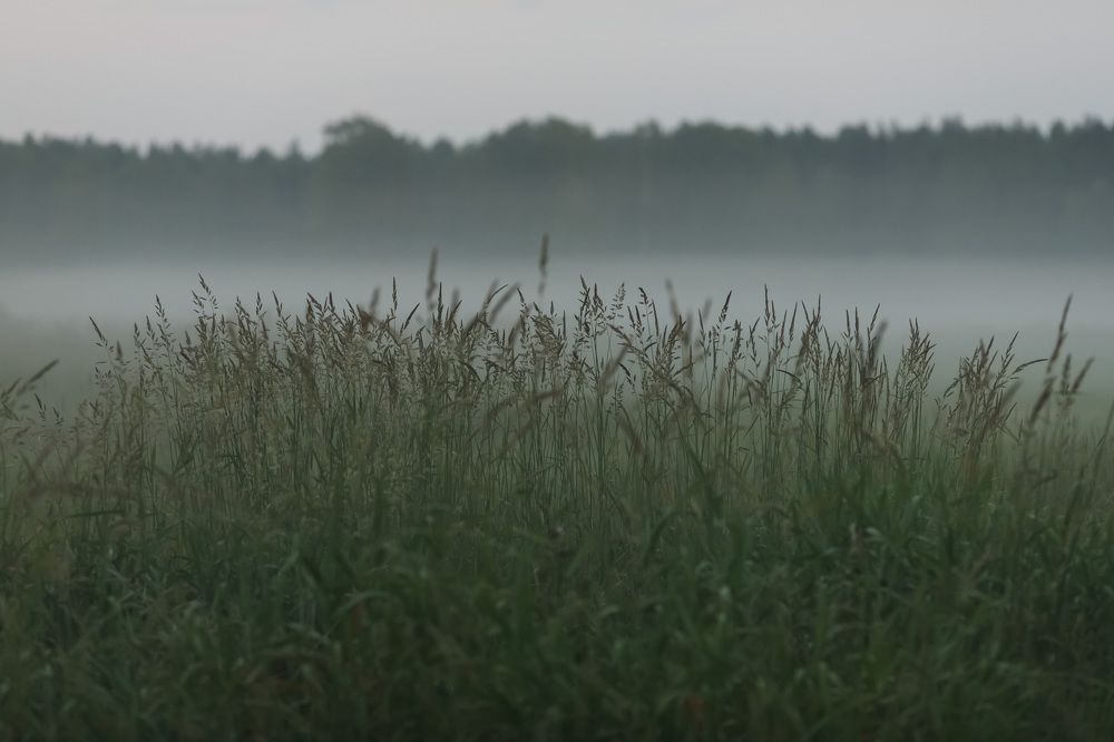 Photograph by Елена Горохова