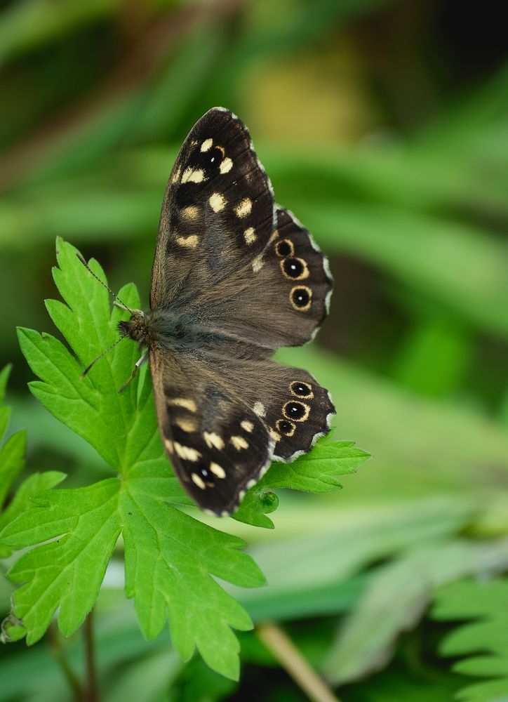 Photograph by Жанна Силаева