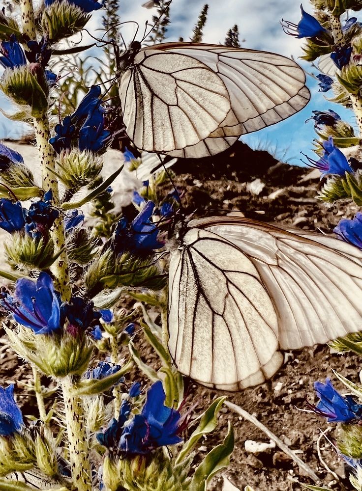Photograph by Эльвира Мерзлякова