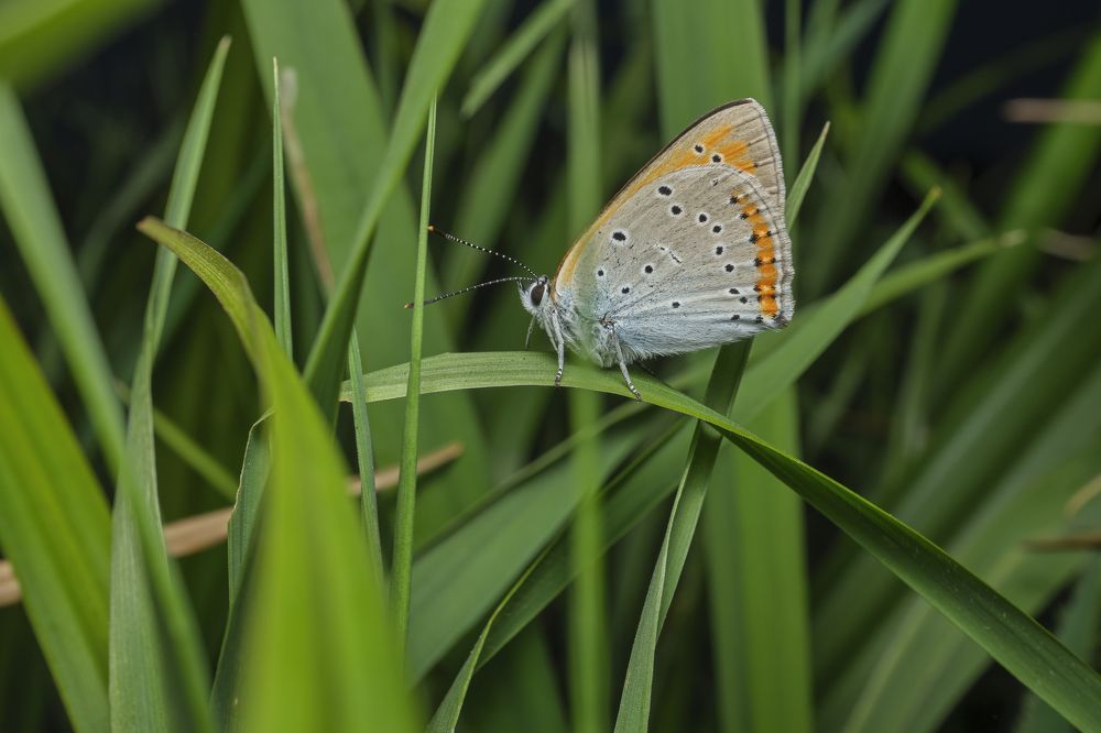 Фотография автора Eimar Kull