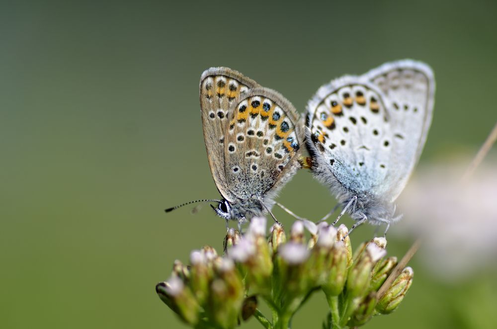 Photograph by Эльвира Быкова