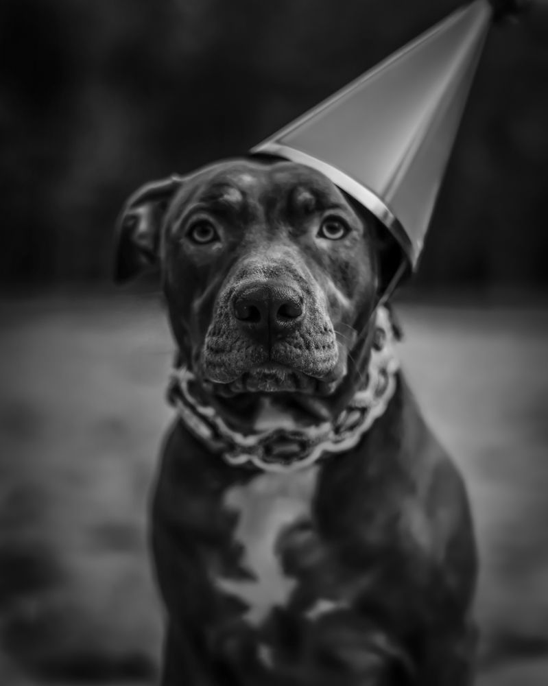 The Birth of Captivity